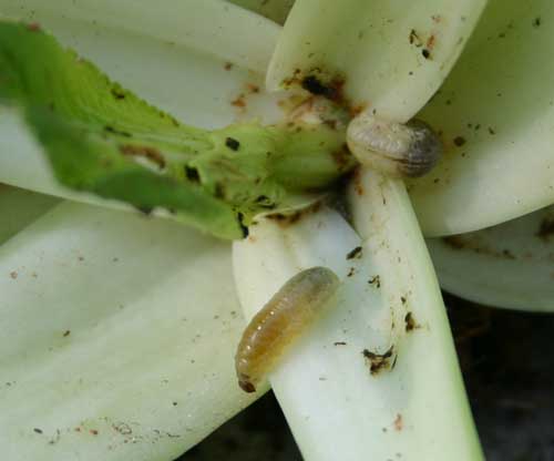vegetable weevil larvae on bok choi
