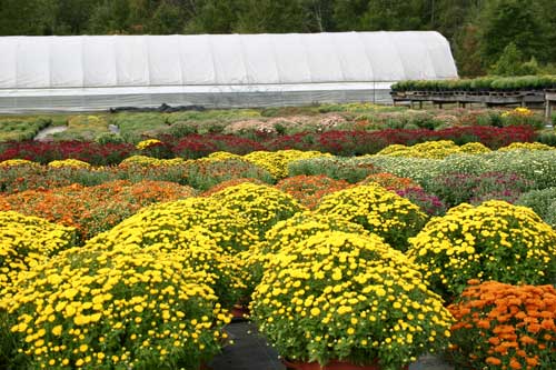 mums at Bonlee Grown