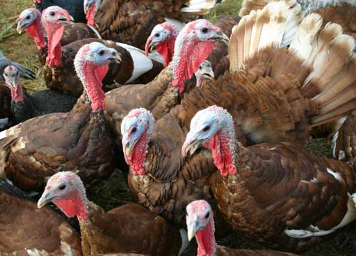 Bourbon Red turkeys