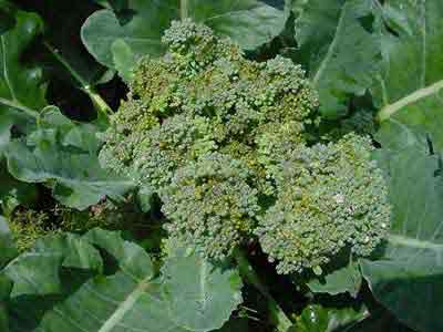 broccoli crown rot