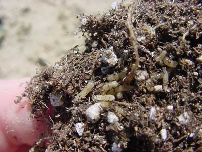 close-up of seedcorn maggots feeding on root ball