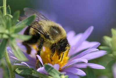 Bumble bee on aster.