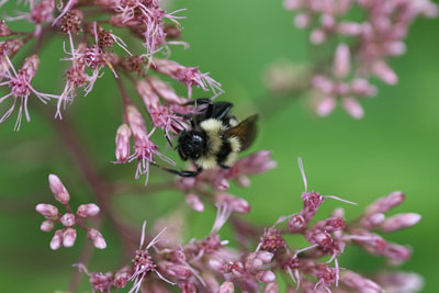 Bumble bee on Eupatorium