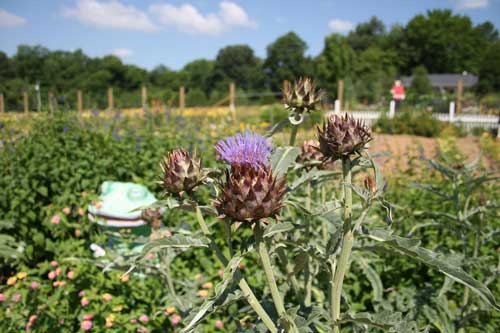 cardoon flower