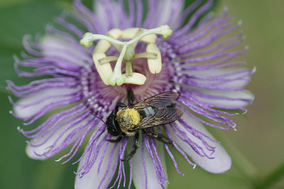 carpenter bee on passionflower