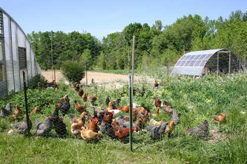 Chicken tractor at Castle Rock Farm