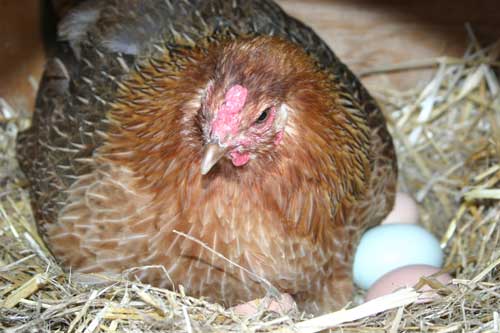 Hen laying on her eggs