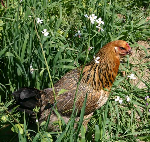 Castle Rock hen enjoys some salad