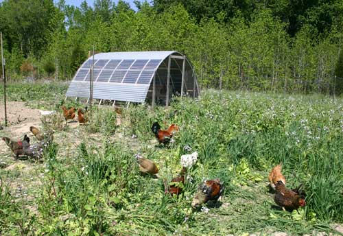 Hens foraging