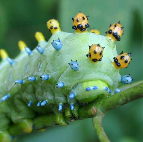 Cecropia caterpillar on sassafras