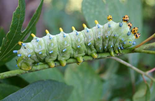 Cecropia caterpillar on sassafrass