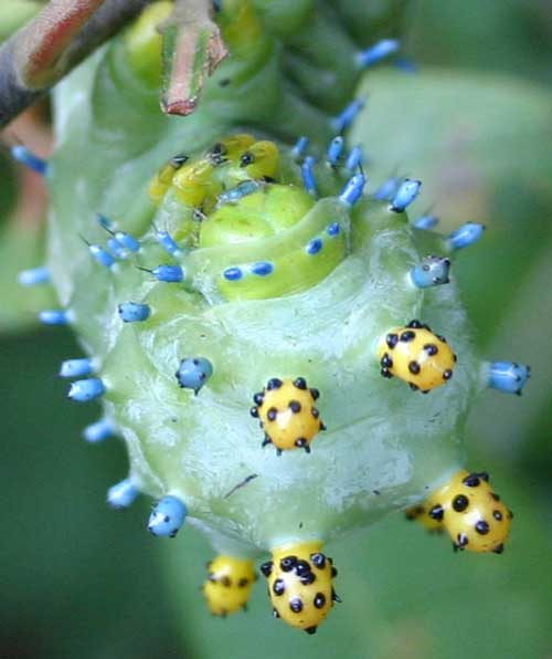 Cecropia caterpillar on sassafras