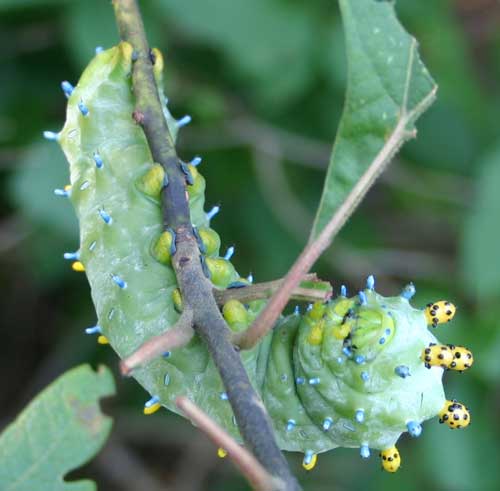 Cecropia caterpillar on sassafras