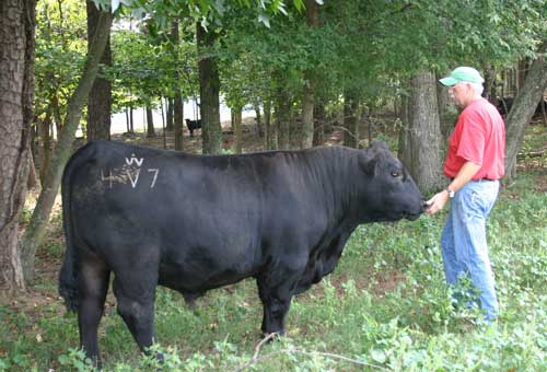 Charlie and the bull 4V