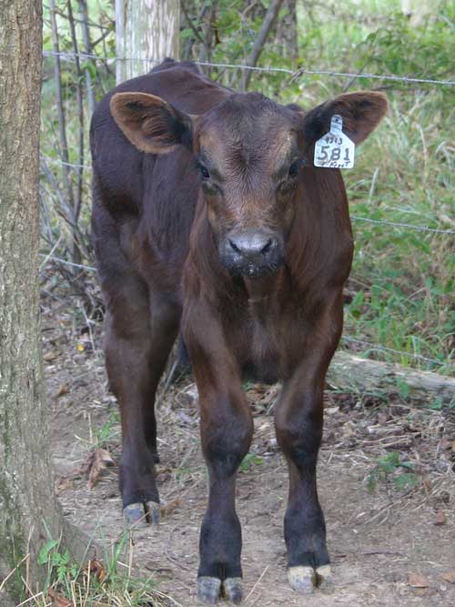 Angus calf