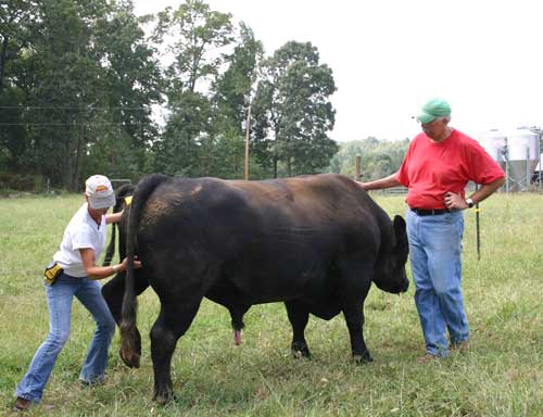 Twobie the bull