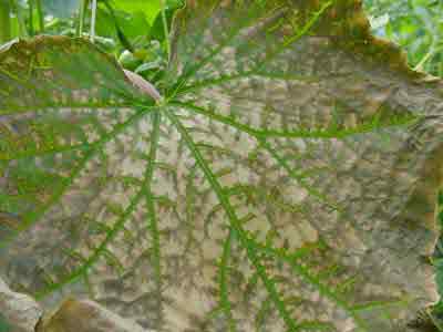 close-up of leaf