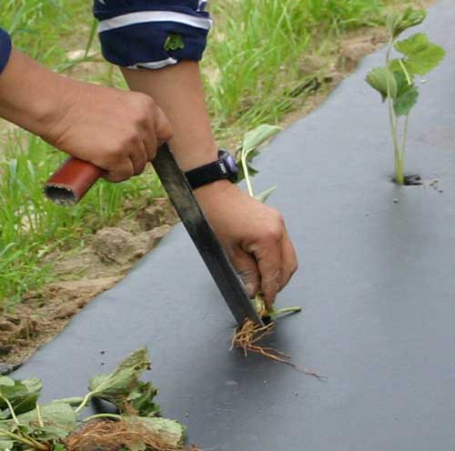 close-up of planting tool