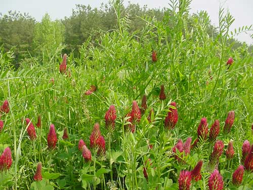 Vetch, rye, and crimson clover cover crop