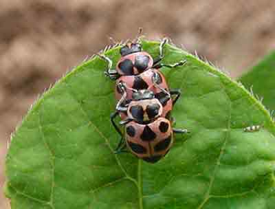 Up close and personal with spotted lady beetles