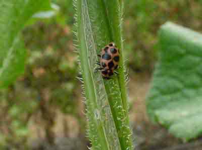 Spotted lady beetle (Coleomagilla maculata) 