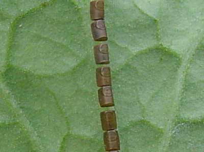 close-up of leaf-footed bug eggs