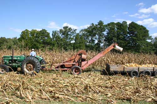 Picking field corn