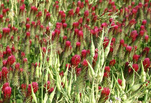 Close-up of forage radish seed pods and crimson clover