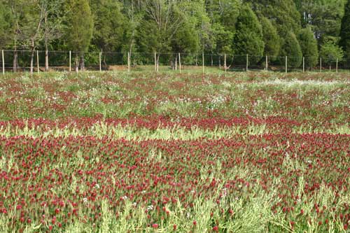 Cover crop off crimson clover and forage radish