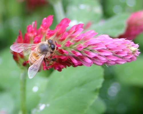 Honey bee foraging on crimson clover