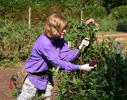 Judy Lessler harvests dahlias