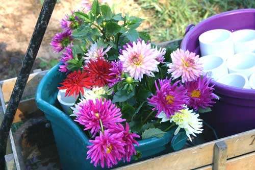 Cut dahlias