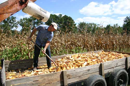 Daniel Logan makes room in the wagon for more corn