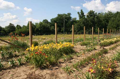 daylilies