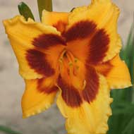deep yellow daylily with maroon center