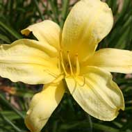 light yellow daylily