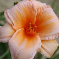 peach daylily