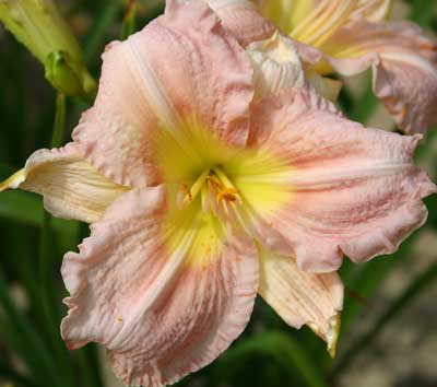 daylily