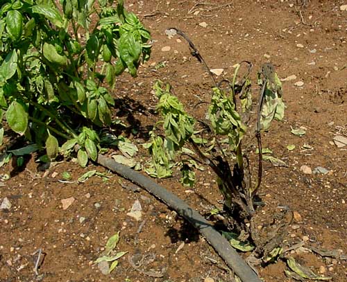 defoliated plant