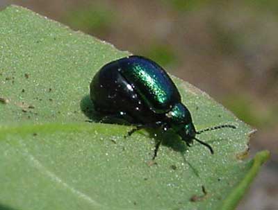green dock beetle full of eggs