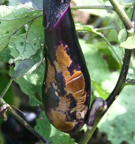 eggplant showing