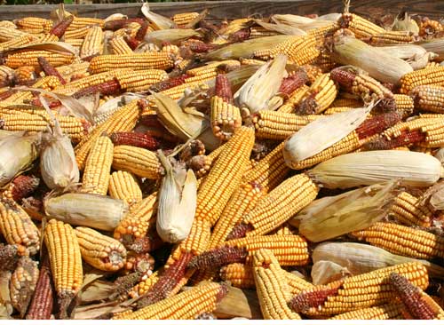 Wagon full of field corn