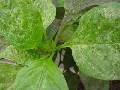 Fleahopper damage on greenhouse pepper