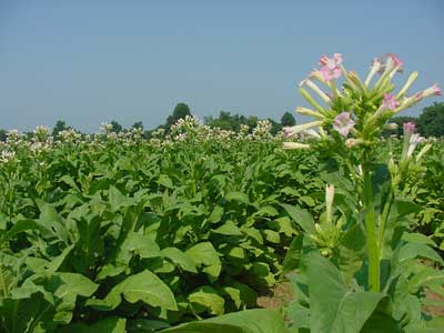 Flowering tobacco crop.