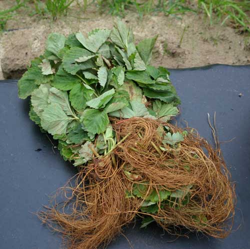 close-up of fresh-dug strawberry plants