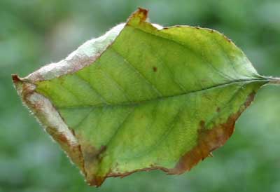 leaf chlorosis