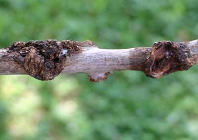 branch with galls