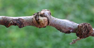 branch with galls