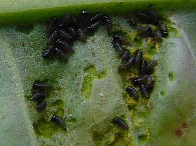 close-up of beetle larvae feeding on leaf
