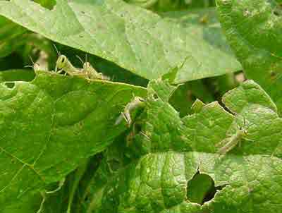 Grasshopper nymphs on beans